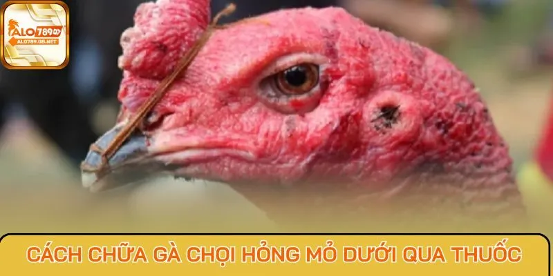 Cách chữa gà chọi hỏng mỏ dưới qua thuốc
