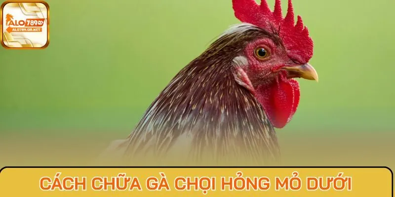 Cách chữa gà chọi hỏng mỏ dưới