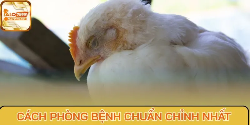 Cách phòng bệnh chuẩn chỉnh nhất