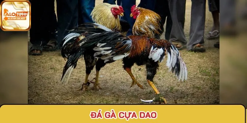 Đà gà cựa dao cuốn hút bởi tính đột biệt chỉ từ một cú ra đòn chuẩn xác