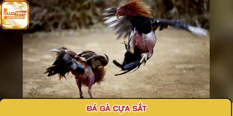 Đá gà cựa sắt cực kỳ lôi cuốn với nhịp trận luôn được đẩy cao