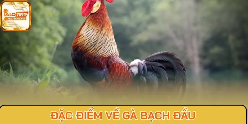 Đặc điểm về Gà Bạch Đầu