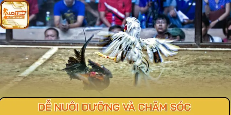 Dễ nuôi dưỡng và chăm sóc