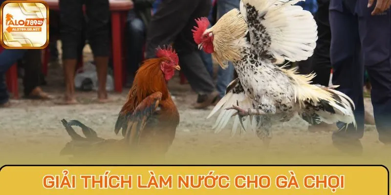 Giải thích làm nước cho gà chọi