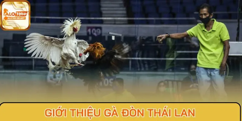Giới thiệu gà đòn Thái Lan