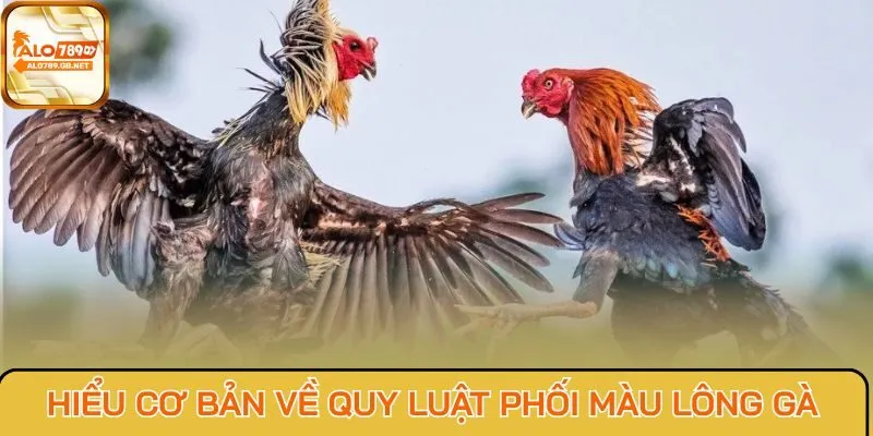 Hiểu cơ bản về quy luật phối màu lông gà