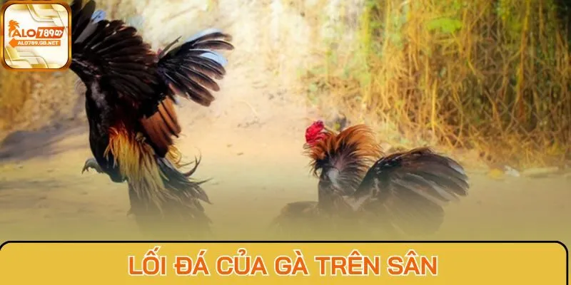 Lối đá của gà trên sân