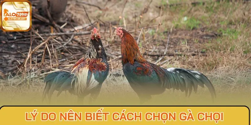 Lý do nên biết cách chọn gà chọi