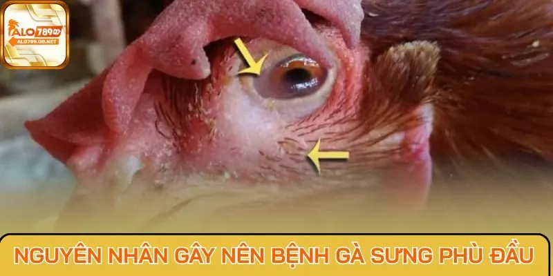 Nguyên nhân gây nên bệnh gà sưng phù đầu