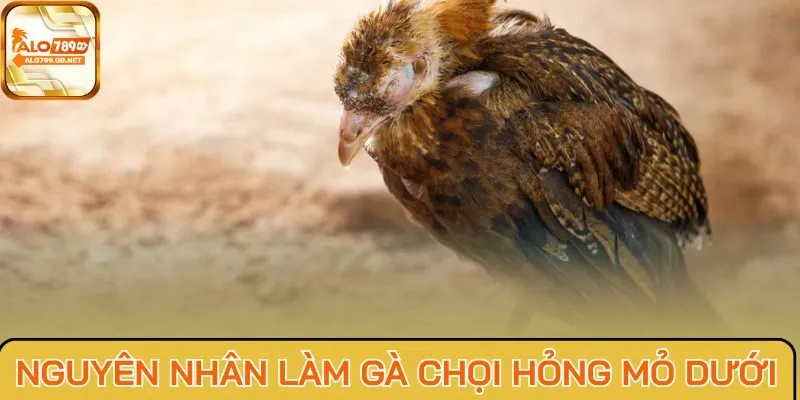 Nguyên nhân làm gà chọi hỏng mỏ dưới