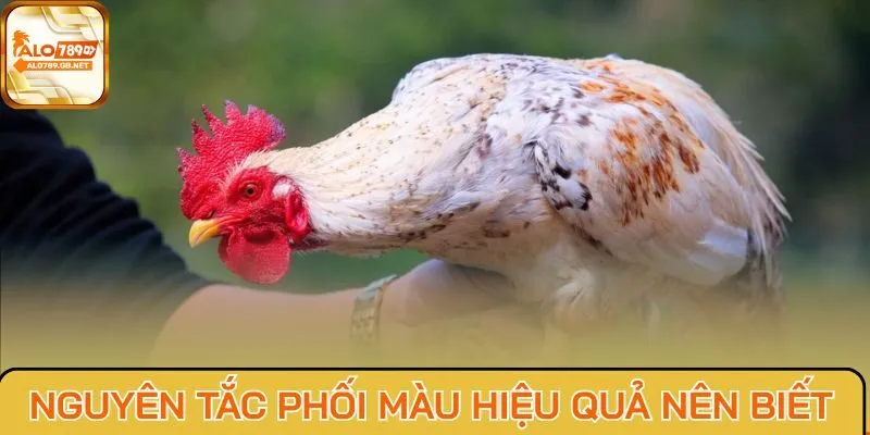 Nguyên tắc phối màu hiệu quả nên biết