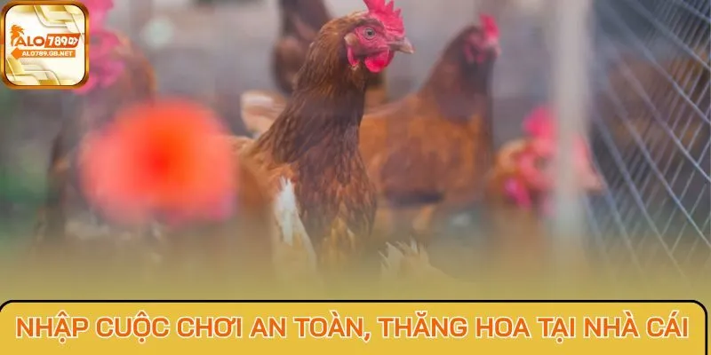 Nhập cuộc chơi an toàn, thăng hoa tại nhà cái