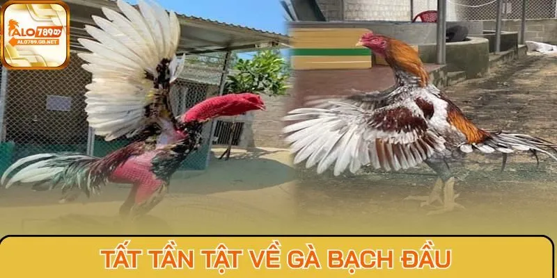 Tất tần tật về gà Bạch Đầu