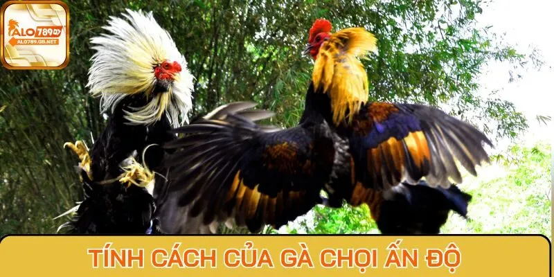Tính cách của Gà chọi Ấn Độ