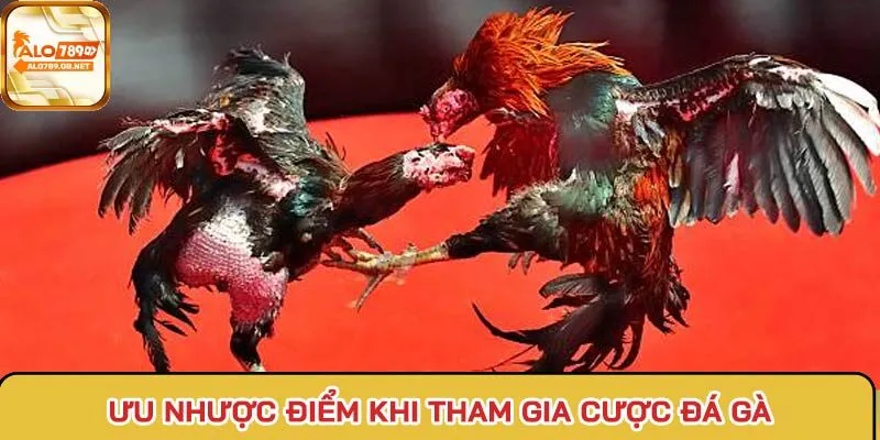 Ưu nhược điểm khi chơi cá cược chọi gà