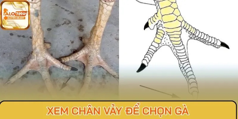 Xem chân vảy để chọn gà